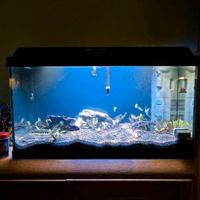 60 Liter Aquarium Guppys Hessen - Bad Soden am Taunus Vorschau