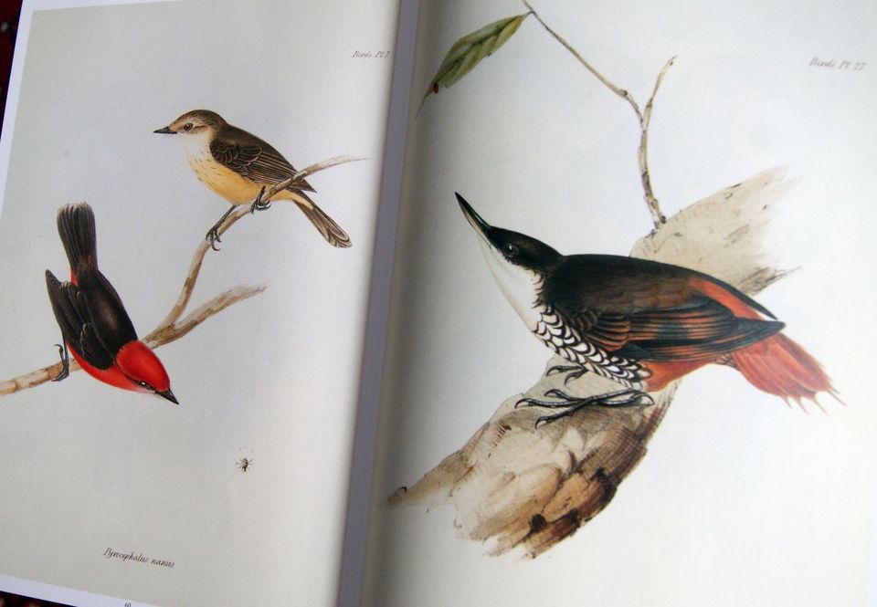 Exotische Vögel - John Gould - Zeichnungen - Gemälde-Kunstdrucke in Zwiesel