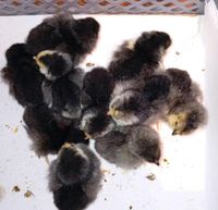Zwerglachshühner Küken blau und schwarz Hessen - Langgöns Vorschau