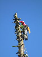 Baum fällen Ast Schneebruch Wind schaden Sturmholz arbeiten Holz Baden-Württemberg - Fronreute Vorschau