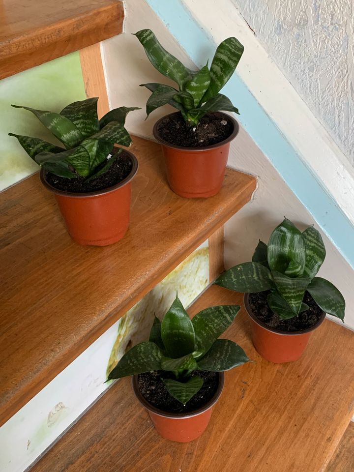 Zimmerpflanze Mini - Bogenhanf in Balingen