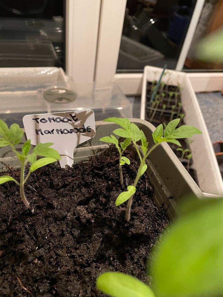 Tomatenpflanzen mehrere Sorten, 100% Biologisch! in Oberlangen
