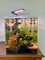 Aquarium 60l mit Filter, Heizung, Licht, eingerichtet Berlin - Steglitz Vorschau