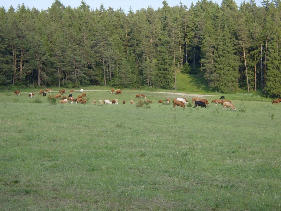 Futtergetreide Bio in Rudolstadt