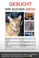 Katze Kater Diego vermisst entlaufen Nordrhein-Westfalen - Langenfeld Vorschau