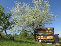 Bienen Bienenvolk auf Langstrot, Dadant, DN, Zander, DN1,5 Sachsen-Anhalt - Wanzleben Vorschau