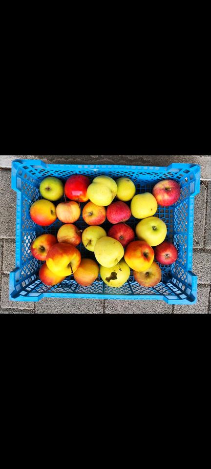 Äpfel verschiedene Sorten frisch Top Qualität regional saisonal in Teningen
