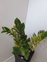 ZZ Zamiokculcas Variegata, Blаtt Sachsen - Crimmitschau Vorschau