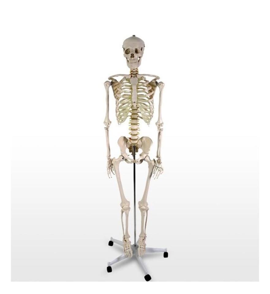 Menschliches Anatomie Skelett 181,5cm ORIGINAL VERPACKT!!! in Hainburg