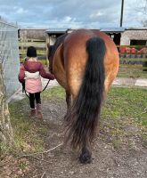 Pferdebande/ponyclub/reiten/Kinder/Ausritt/Reitunterricht Nordrhein-Westfalen - Moers Vorschau