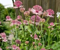 Astrantia, Sterndolde, exklusive Sorte, Dauerblüher, Staude Schleswig-Holstein - Neuenbrook Vorschau