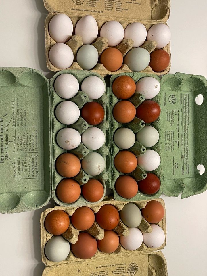 Frische Bio Eier Hühnereier in Selm