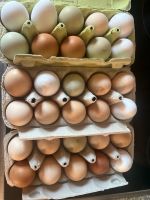 Frische Eier, bioeier Eier Bayern - Obergünzburg Vorschau