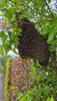 Einfangen von Bienenschwärmen * Bienen Nordrhein-Westfalen - Leopoldshöhe Vorschau