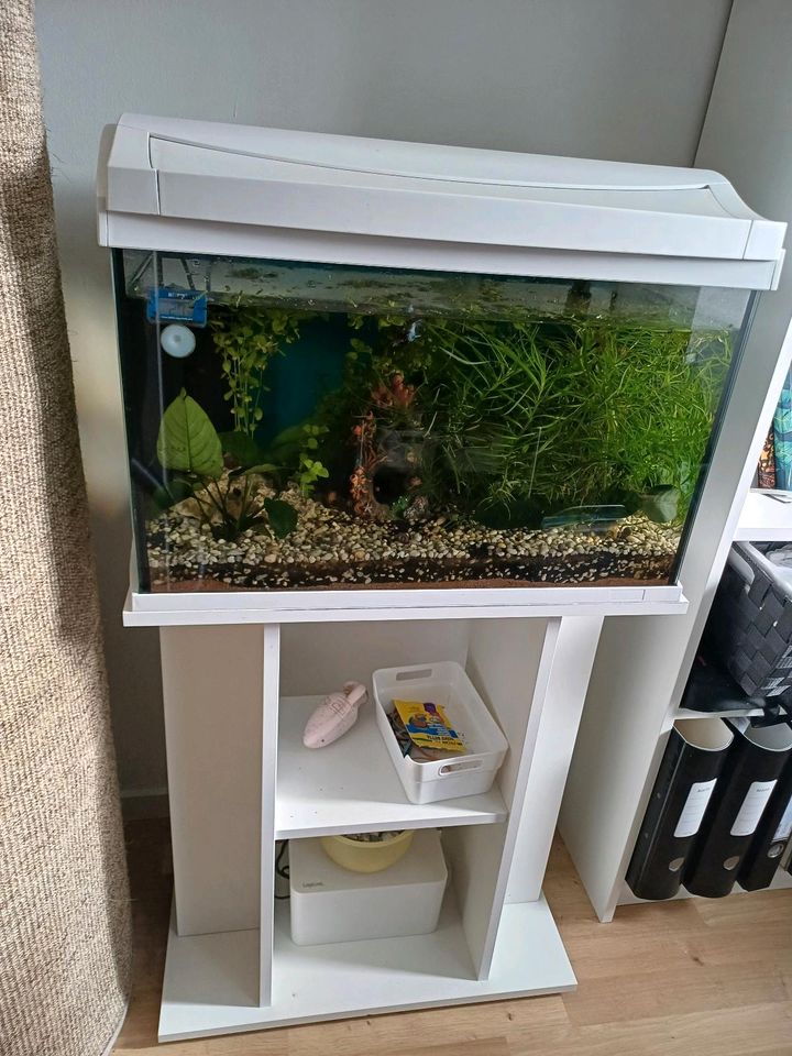 Aquarium Tetra 60l mit Unterschrank weiß in Wiehl