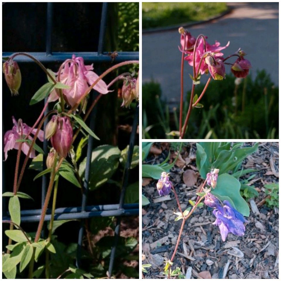 Kräftige Akeleien, kurz vor der Blüte in Rheinfelden (Baden)