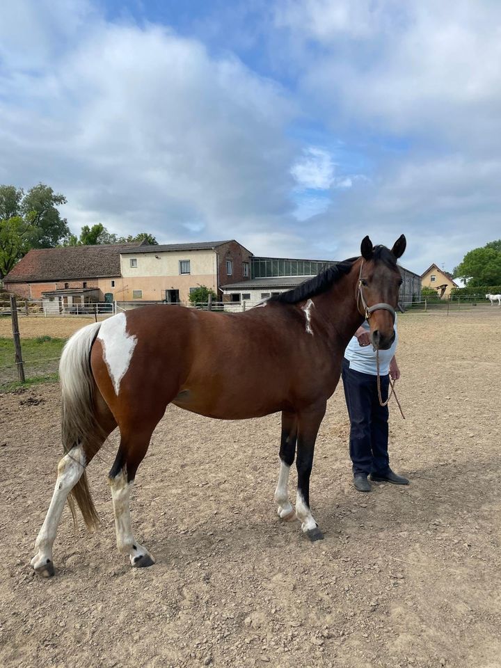 Deutsches Reitponny in Stendal