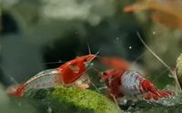 Neocaridina davidi - Red Rili Garnelen Baden-Württemberg - Fellbach Vorschau