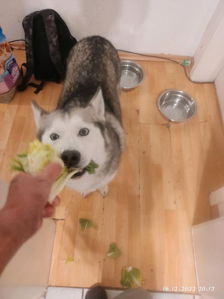 Husky dame zu verkaufen in Voerde (Niederrhein)