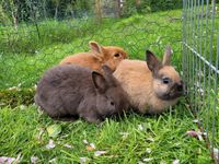 Kaninchen Kastrate abzugeben, Zwergkaninchen, Farbenzwerg Niedersachsen - Oldenburg Vorschau