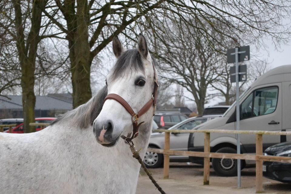 Deutsches Reitpony / Zuchtstute in Gettorf