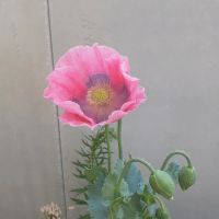 Mohn Samen Bayern - Krumbach Schwaben Vorschau