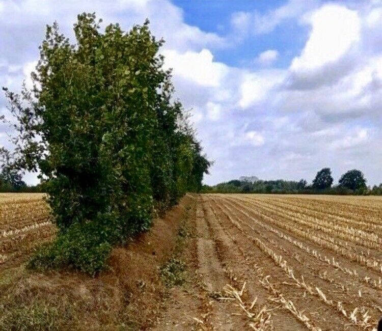 Knick Pflege, Felder+Koppel Freischneiden Mulchen in Schwarzenbek