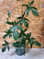 Philodendron Pedatum Pflanze Zimmerpflanze Häfen - Bremerhaven Vorschau