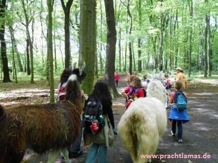 Kindergeburtstag mit Tieren (Lamas) im Ruhrgebiet feiern in Gelsenkirchen