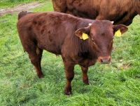 Bulle Absetzer rotes Höhenvieh Herdbuch Thüringen - Uder Vorschau