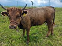 Dexter Rind, Färse aus Herdbuchzucht Thüringen - Neustadt an der Orla Vorschau