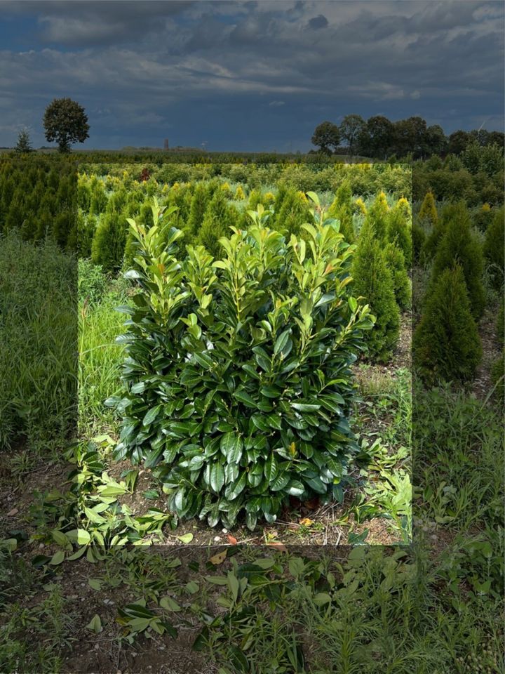 Kirschlorbeer Etna - Prunus laurocerasus Etna - Heckenpflanzen in Willich