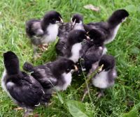 Bruteier Marans Schokoleger Henne Küken Kücken Niedersachsen - Lauenbrück Vorschau