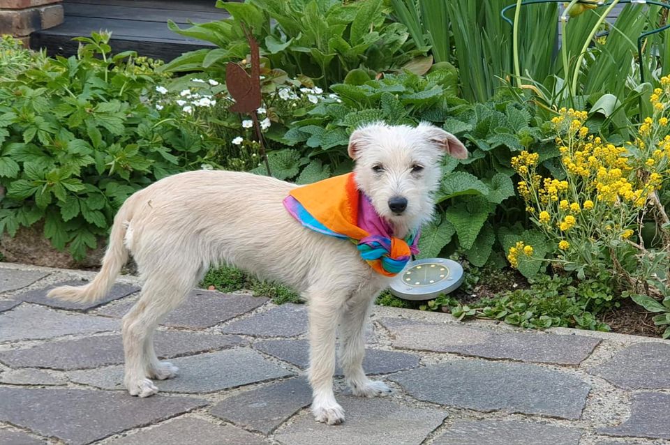 CHIPSA Terrier Mischling Tierschutz Hund Hündin Junghund in Wolfsburg