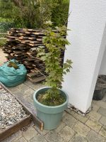Bonsai Baum Ahorn im Topf Baden-Württemberg - Ellwangen (Jagst) Vorschau