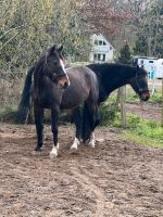 Deutsches Sport Pferd  11 jähriger  Wallach zu verkaufen Brandenburg - Potsdam Vorschau