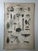 Insekt Fliege Jungfer Ameisenlöwe antik Druck Zeichnung Bild Hessen - Kassel Vorschau