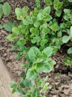 Oregano Pflanze Thüringen - Hopfgarten Vorschau