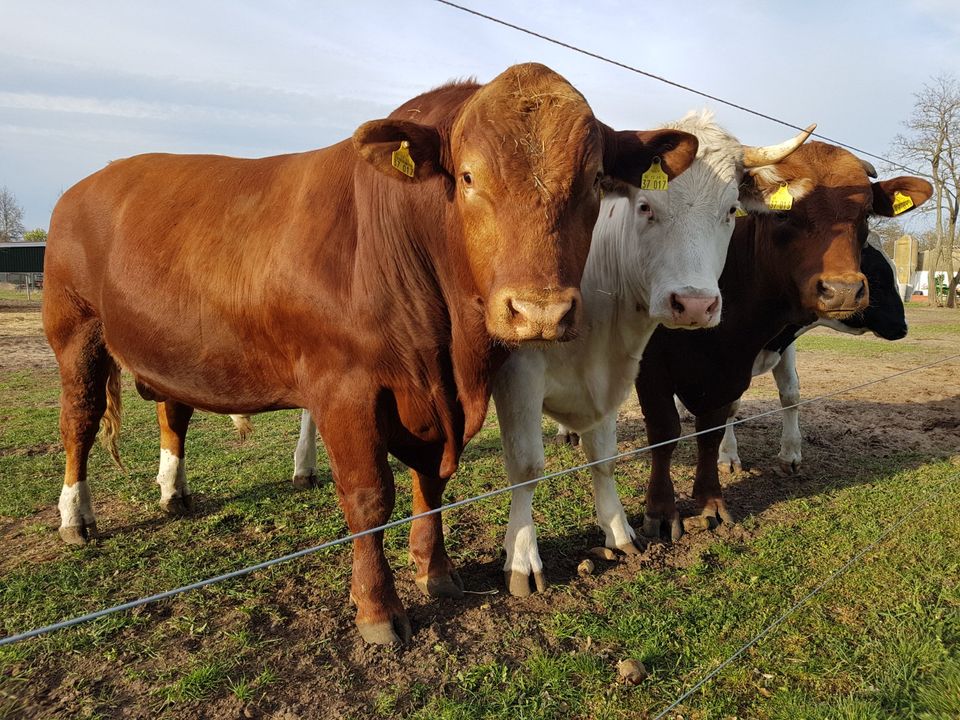 Rindfleisch vom Havelländer Weiderind in Schmergow