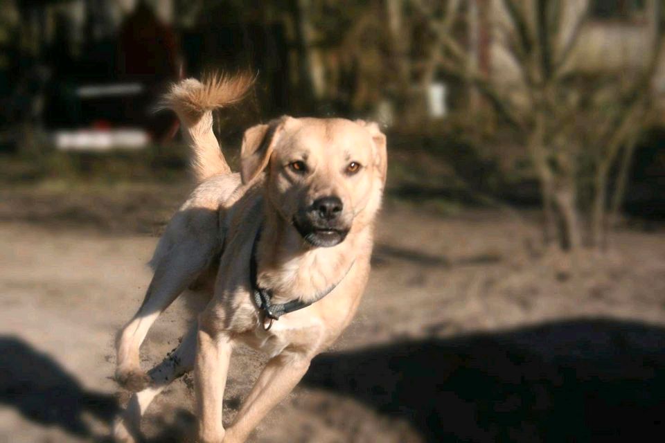 Hank - Jung und bereit für sein Zuhause in Salzwedel