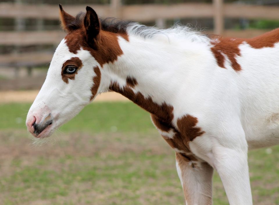 Paint Horse Zuchtstute tragend mit Hengstfohlen bei Fuß in Belgern