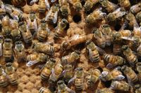 20 Bienenvölker (Buckfast) auf Zanderrähmchen, biozertifiziert Brandenburg - Eberswalde Vorschau