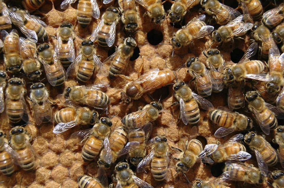 20 Bienenvölker (Buckfast) auf Zanderrähmchen, biozertifiziert in Eberswalde