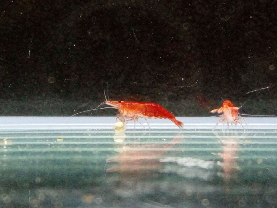 50 Stück Red Fire Garnelen Rote Garnelen neocaridina davidi in Meckenbeuren