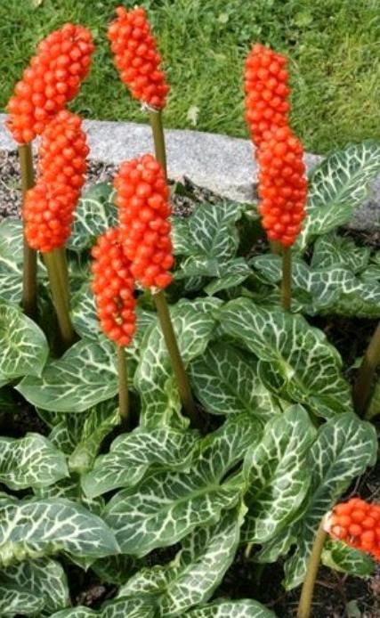 Arum italicum Aronstab Ableger in Schwanstetten