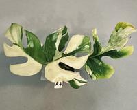 Rhaphidophora Tetrasperma Variegata ALBO - Monstera Minima - R07 Köln - Zollstock Vorschau