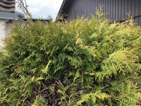 Thuja Hecken 7,5 m lang zu verschenken Baden-Württemberg - Mögglingen Vorschau