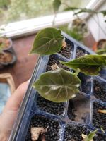 Alocasia 'azlanii' Babypflanzen Hannover - Vahrenwald-List Vorschau