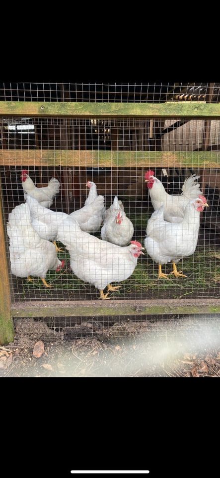 Bruteier reinrassige Rassen White Rock Küken  Glucke Hühner Henne in Neumünster