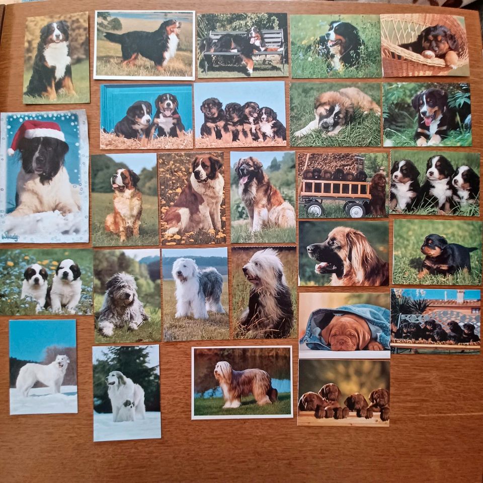 Postkarten Hunde Berner Sennenhund Bernhardiner Bobail Rottweiler in Rangsdorf